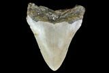 Bargain, Fossil Megalodon Tooth - North Carolina #129958-1